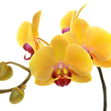 Схема вышивки «жолтая орхидея»