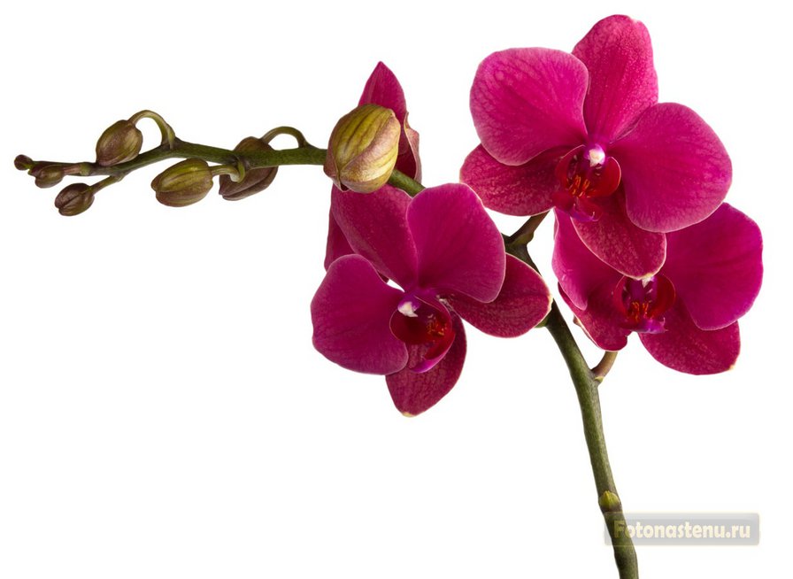 малиновая орхидея - цветок, ростение, орхидея - оригинал