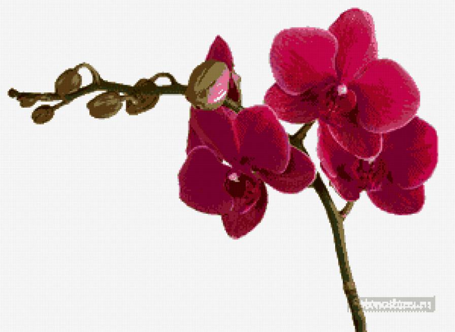 малиновая орхидея - ростение, цветок, орхидея - предпросмотр