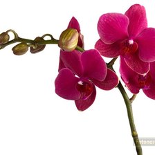 Схема вышивки «малиновая орхидея»