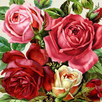 Оригинал схемы вышивки «розы» (№579017)