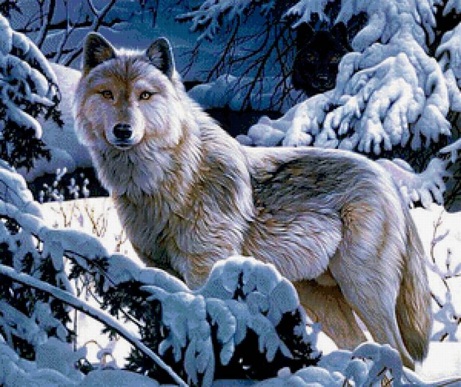 Волк - животные, лес, пейзаж, зима, волки - предпросмотр