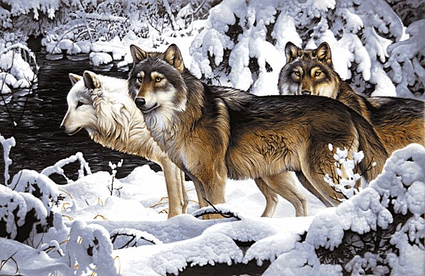 Волки - лес, пейзаж, волки, животные, зима - оригинал