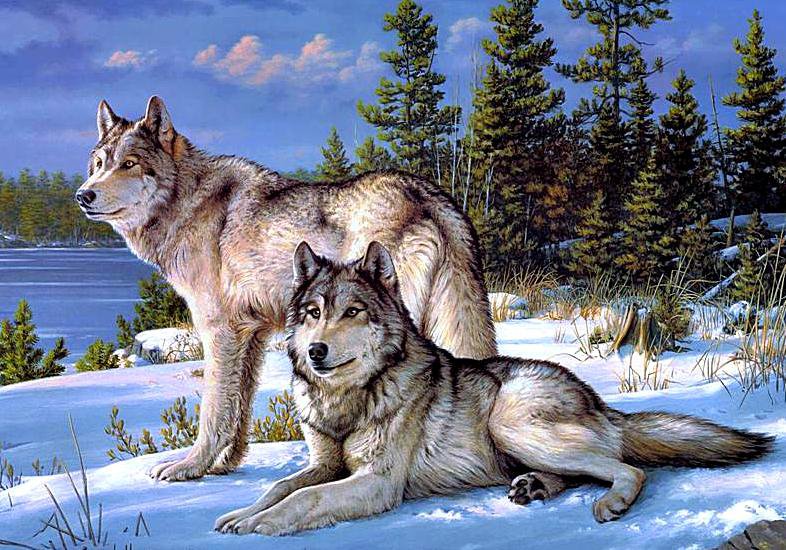 Волки - пейзаж, волки, животные, зима, лес - оригинал