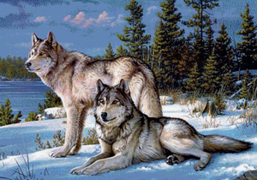 Волки - животные, волки, зима, пейзаж, лес - предпросмотр