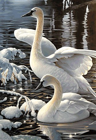 Лебеди - птицы, лебеди - оригинал