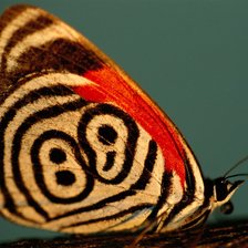Схема вышивки «бабочка узорчастая»