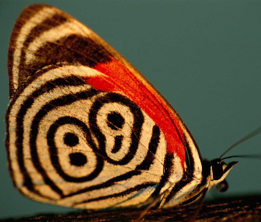 бабочка узорчастая - природа, круги, бабочка - оригинал