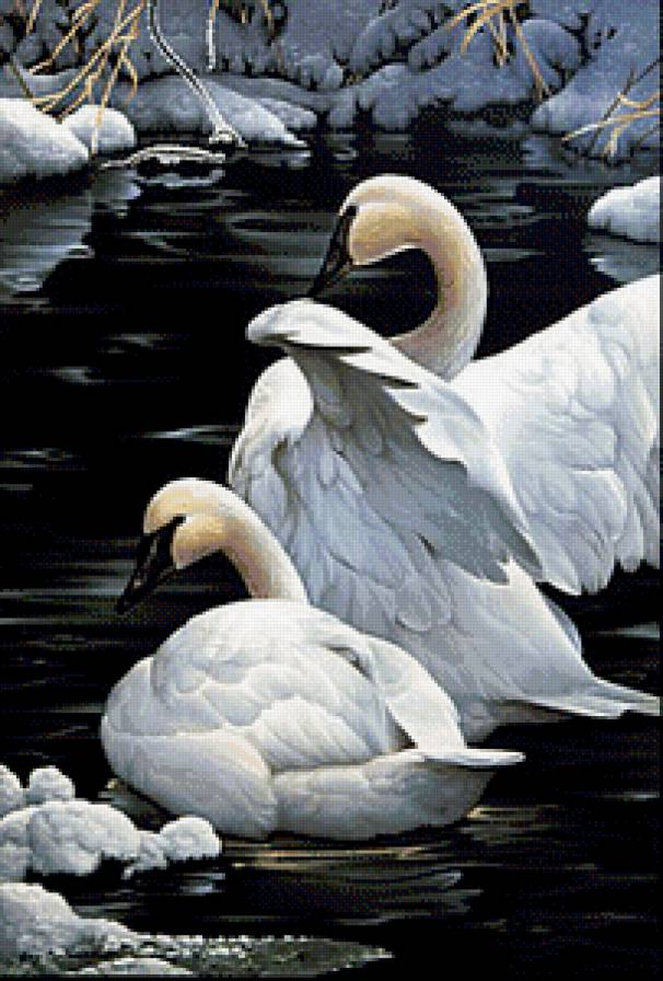 Лебеди - птицы, лебеди - предпросмотр