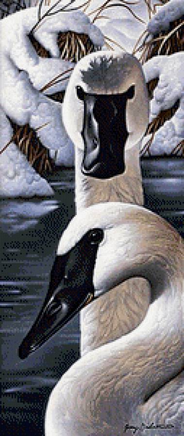 Лебеди - лебеди, птицы - предпросмотр