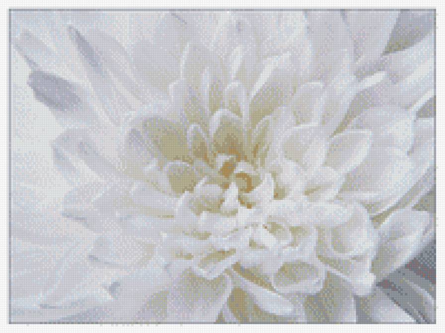 Белая хризантема - предпросмотр