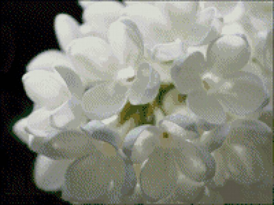 Белая сирень - предпросмотр