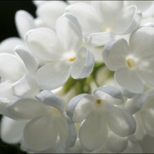 Схема вышивки «Белая сирень»