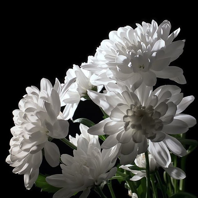 Белая хризантема - оригинал