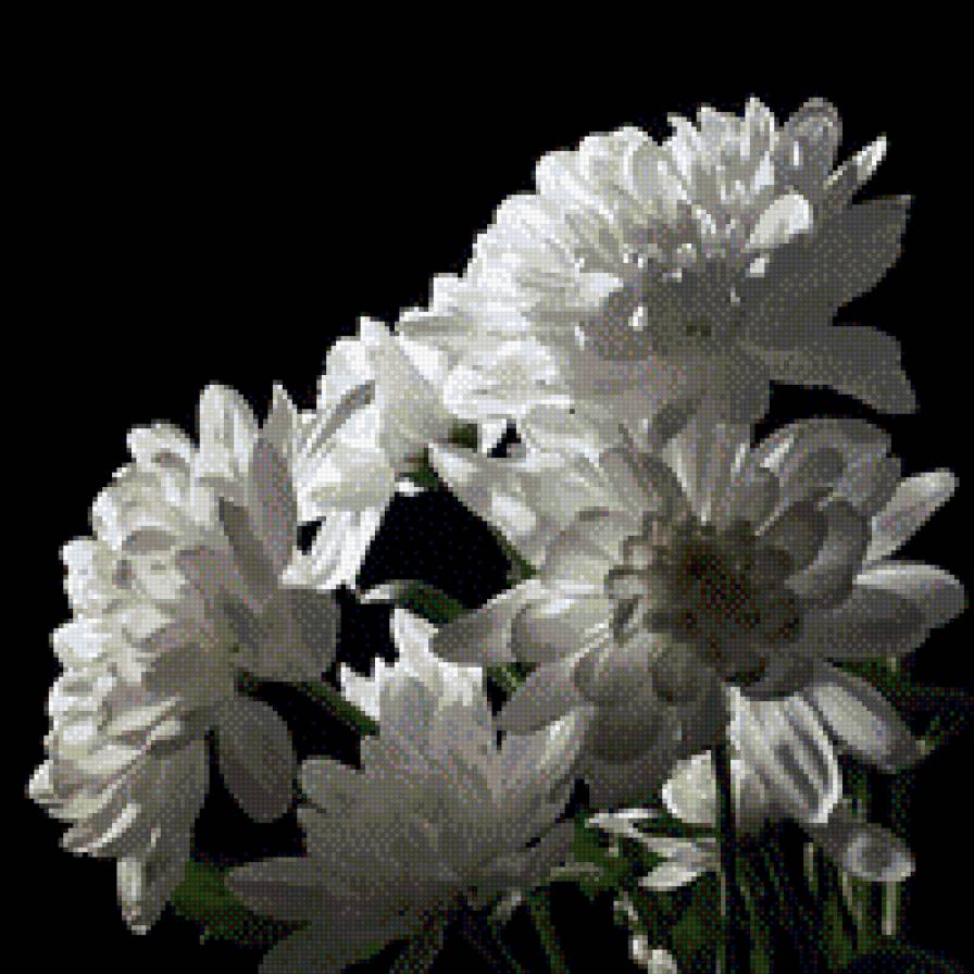 Белая хризантема - предпросмотр