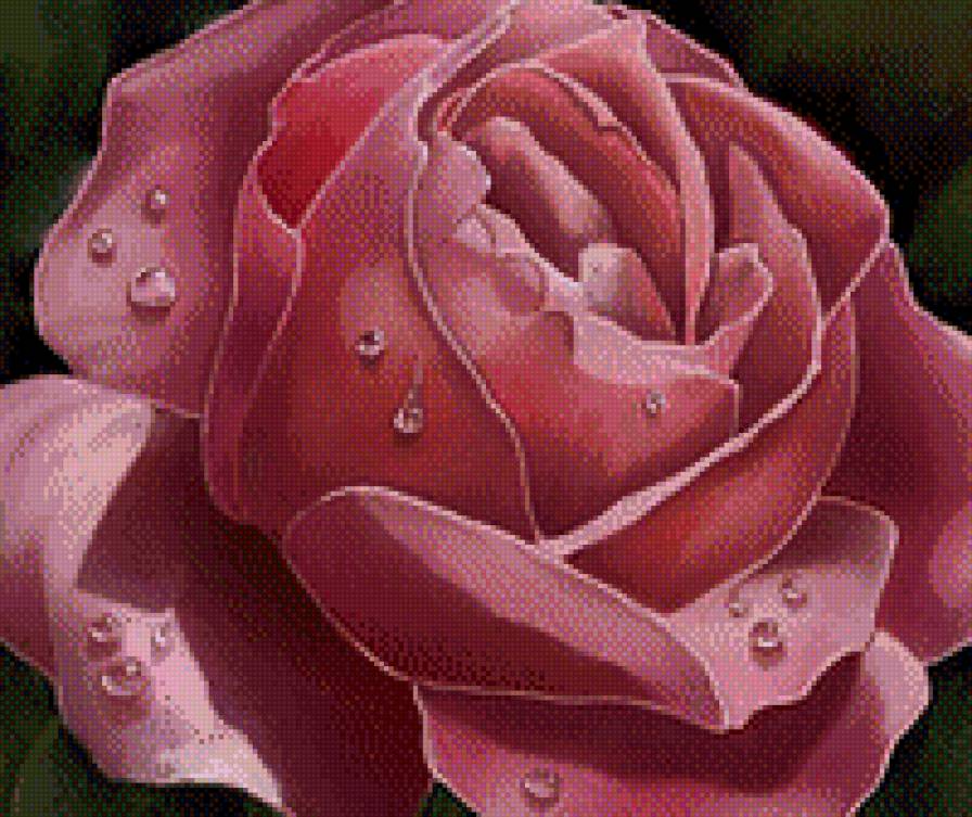 роз кап - предпросмотр