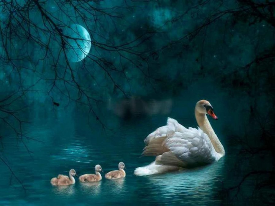 ночная прогулка - луна, вода, лебеди, ночь - оригинал