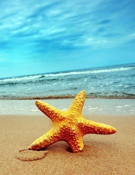 Звезда - море - оригинал