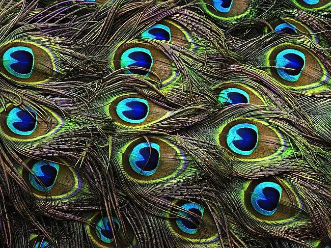 То что скрыто - павлин, перо - оригинал