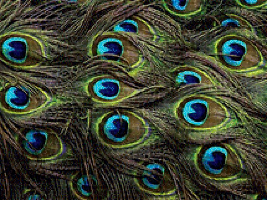 То что скрыто - павлин, перо - предпросмотр