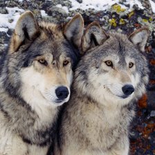 Оригинал схемы вышивки «пара волков» (№579319)