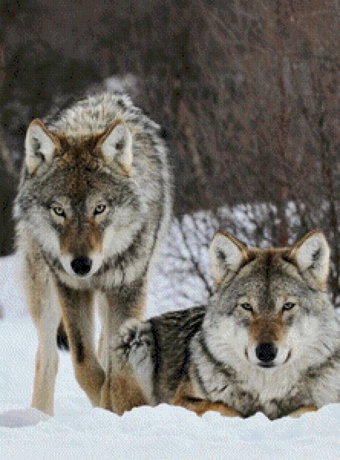 пара волков - предпросмотр