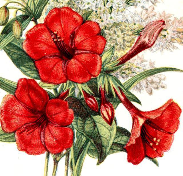 №579408 - цветы - оригинал