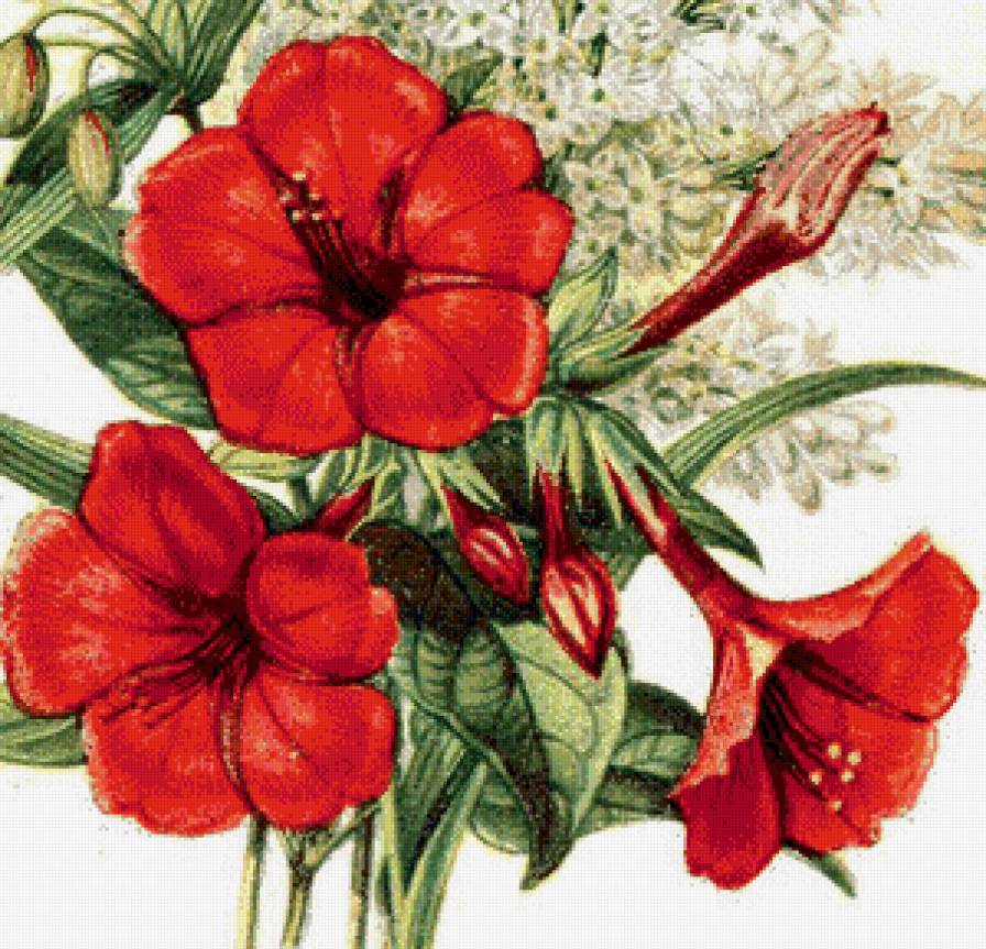 №579408 - цветы - предпросмотр