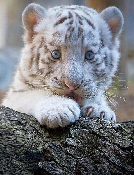 белый тигренок - дикие кошки, животные - оригинал