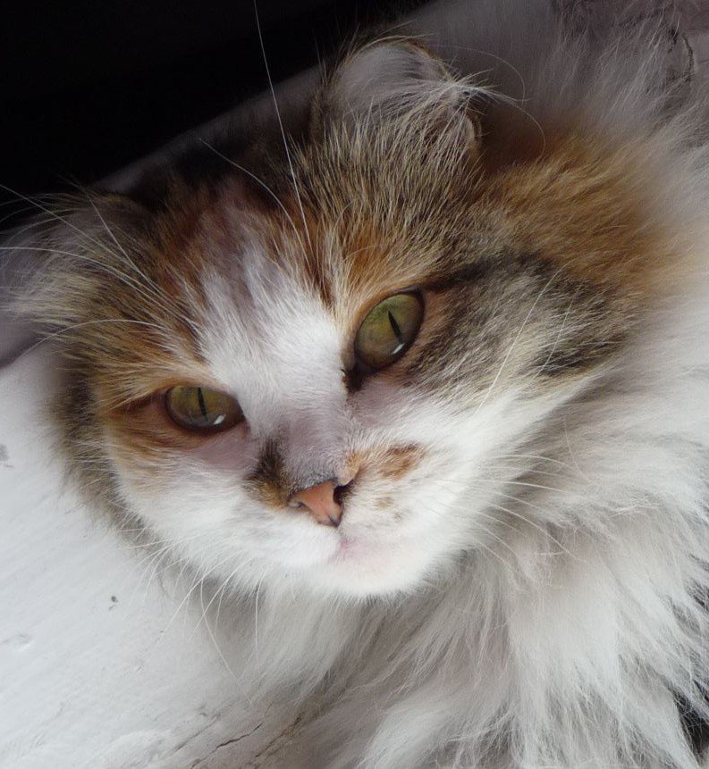 Катя - кошки - оригинал