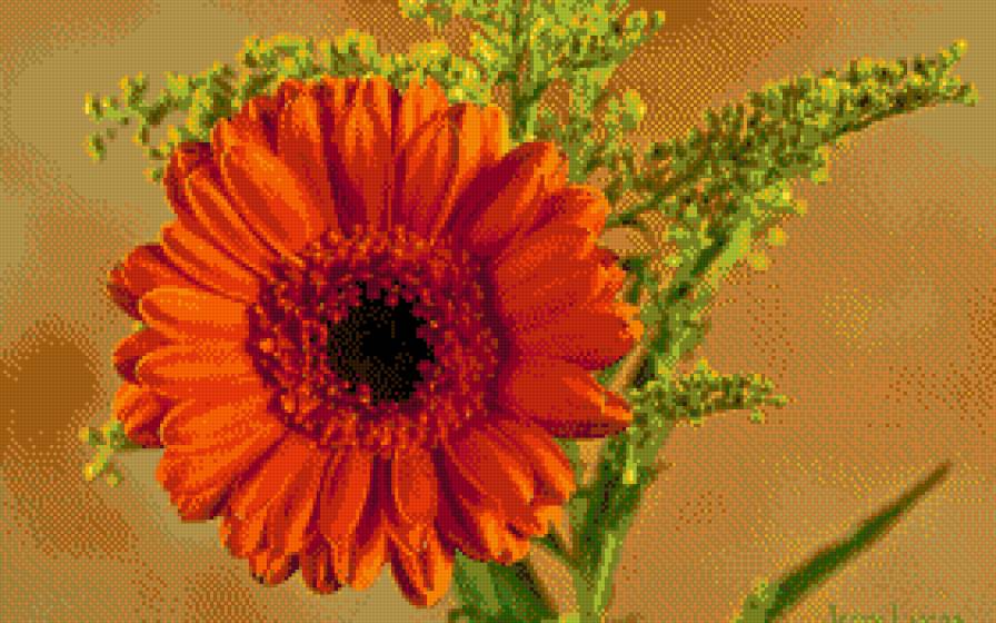 гербера - цветы, гербера - предпросмотр