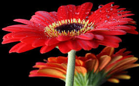 красная гербера - гербера, цветы - оригинал