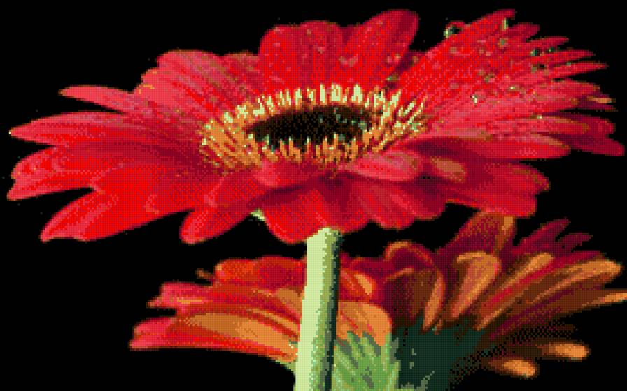 красная гербера - цветы, гербера - предпросмотр