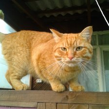 Схема вышивки «КУЗЯ»