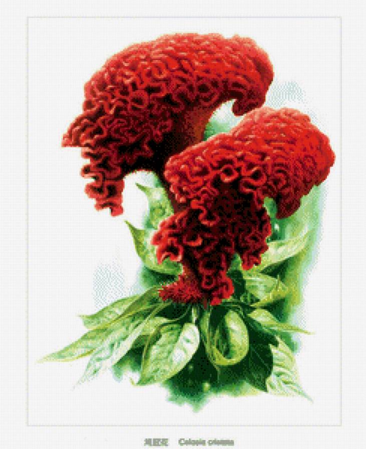 Целозия - цветы - предпросмотр