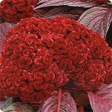 Схема вышивки «Целозия»