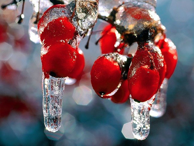 рябина - ягода, зима, рябина - оригинал