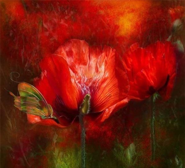 Маки. КЭРОЛ КАВАЛАРИС - маки, кэрол каваралис, цветы - оригинал