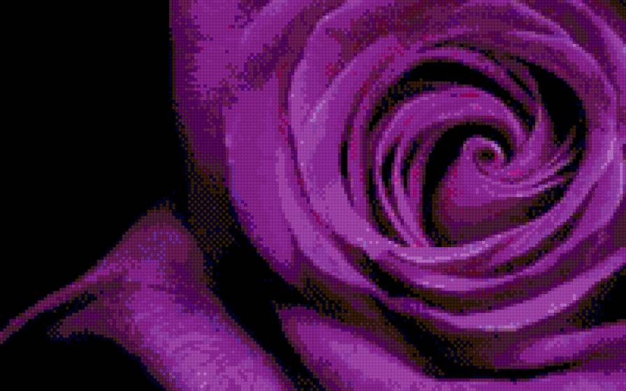 rosas - предпросмотр