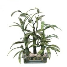 бонсай бамбук - оригинал