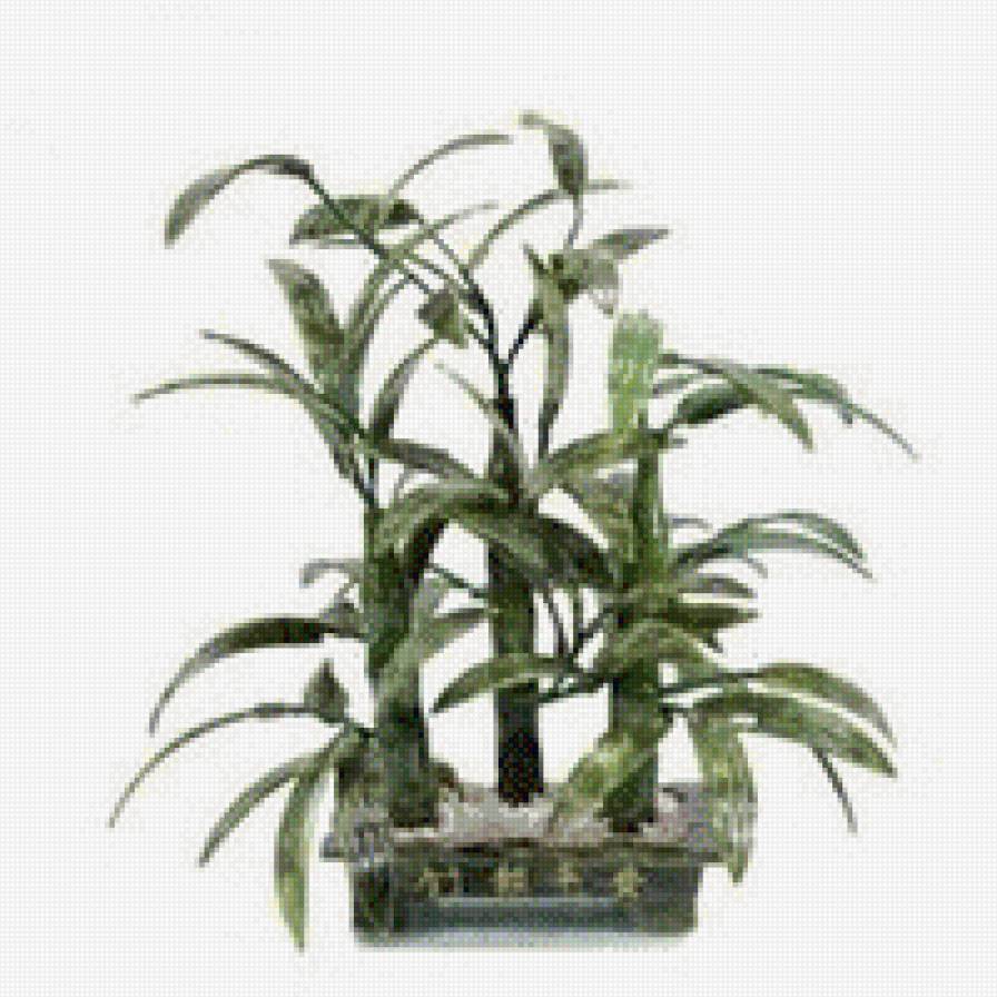 бонсай бамбук - предпросмотр