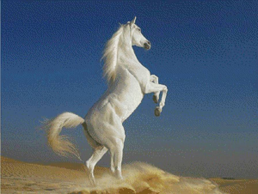 белый конь - животные, природа, конь - предпросмотр