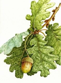 №579949 - оригинал