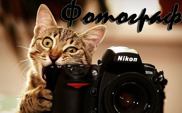 внимание снимаю - котики - оригинал