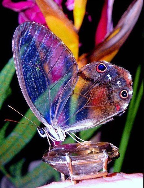 бабочка - бабочки, природа, цветы - оригинал