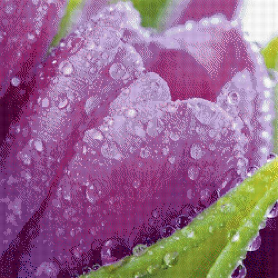 тюльпан - цветы, природа, роса - предпросмотр