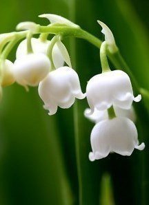 ландыши - природа, цветы - оригинал