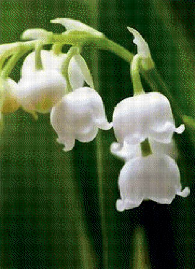 ландыши - цветы, природа - предпросмотр