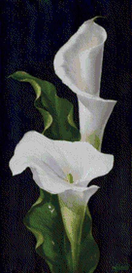 КАЛЛЫ - каллы, цветок - предпросмотр