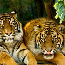 Схема вышивки «Тигры»